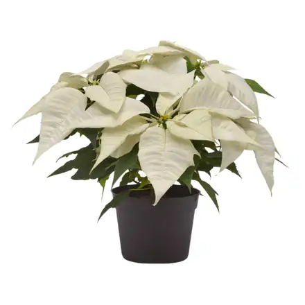 Brilliant White poinsettia