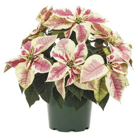 Christmas Beauty Marble poinsettia, 6.5 inch pot