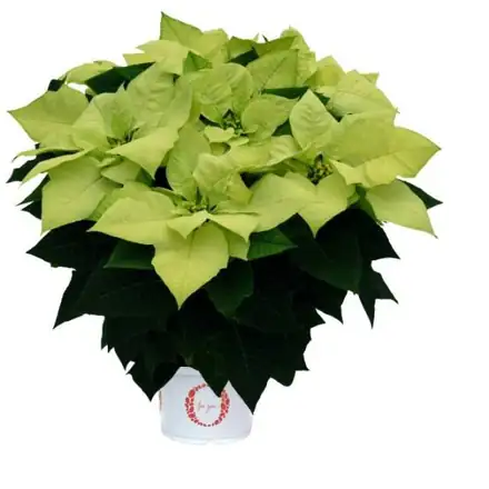 Green Envy poinsettia