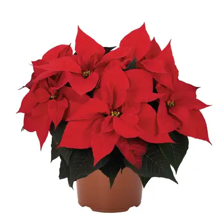 Imperial Red poinsettia
