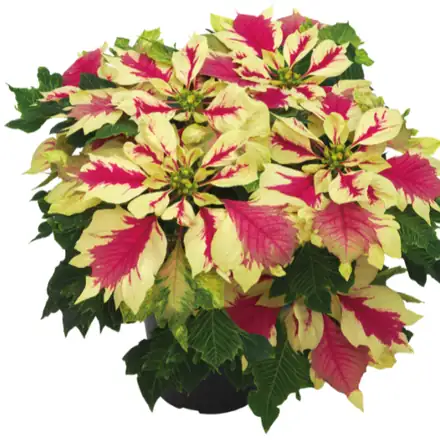 Papagena poinsettia, 6.5 inch pot