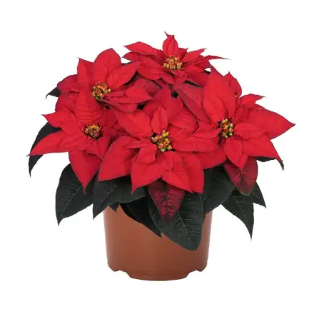 Red Ribbons poinsettia, 6.5 inch pot