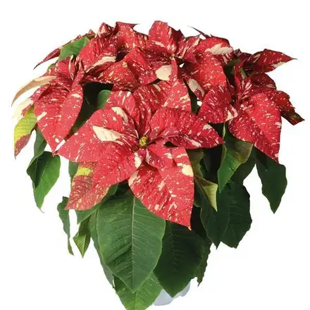 Superba New Glitter poinsettia