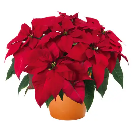 Velvet Dark poinsettia, 6.5 inch pot