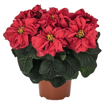 Winter Rose Early Red poinsettia